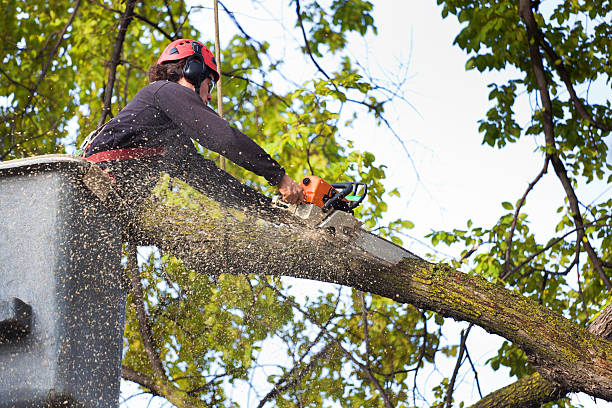 How Our Tree Care Process Works  in  Florida City, FL